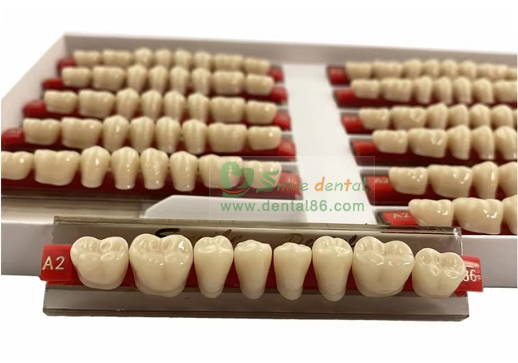 SA32 Synthetic Resin Teeth Three Layer
